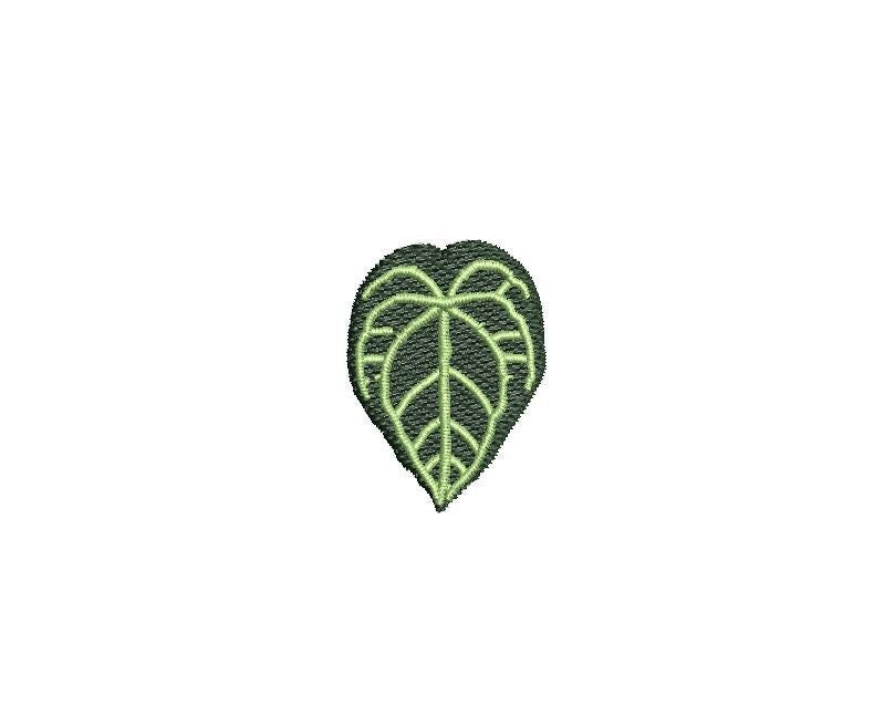 Anthurium Crystallinum Plant