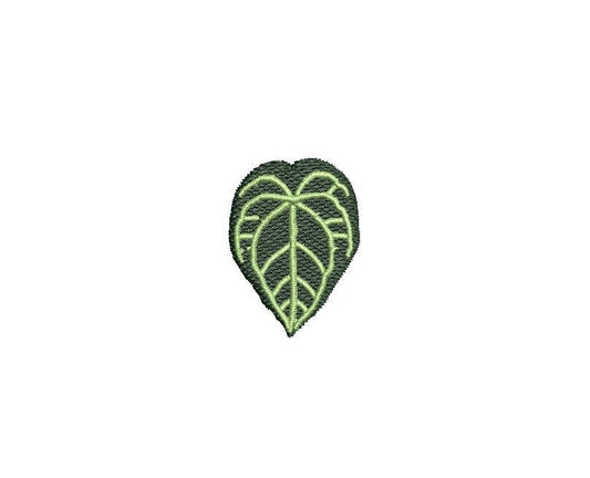 Anthurium Crystallinum Plant